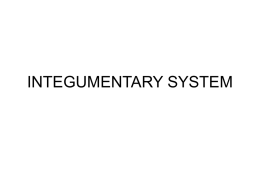 Integumentary system ppt