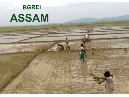 Assam - bgrei