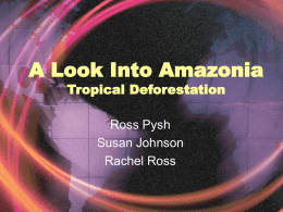 A Look Into Amazonia Tropical Rainforest