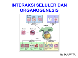 i. pengertian organogenesis – morfogenesis