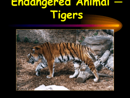 Endangered Animal Tigers