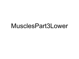 MusclesPart3Lower