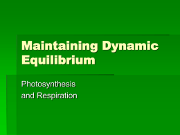 Maintaining Dynamic Equilibrium