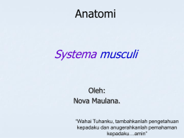 anfis system musculi