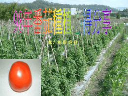 98年番茄種植技術發表