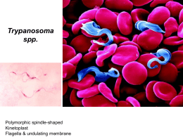 Lecture 5: Trypanosoma