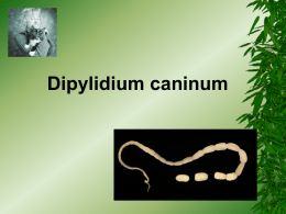 d,caninum