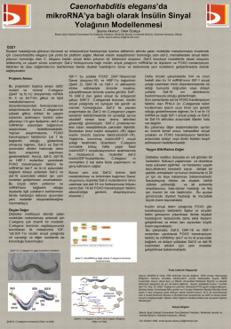 Poster Yarışması : Caenorhabditis elegans`da - Gene-Cell