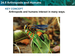24.5 Arthropods and Humans