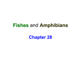 Notes Fishes and Amphibians