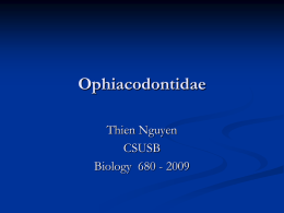 Eupleycosauria – Ophiacodontidae