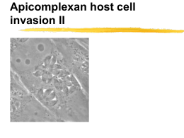 Apicomplexan host cell invasion