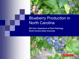 Blueberries for Local Sales and Pick-Your