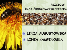 Pszczoły linia Augustowska i Kampinowska
