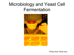 Microbiology and Yeast Cell Fermentation
