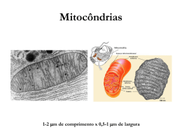 Mitocôndria - enfermagemhoje
