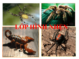 Nhện và sự đa dạng của lớp hình nhện