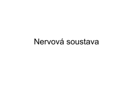 nervov___soustava