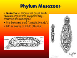 Phylum Nemertina