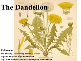 The Dandelion - schallesbiology