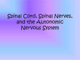 Spinal Cord and Spinal Nerves Virtual Lab