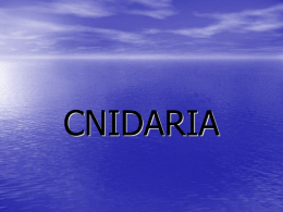 CNIDARIA