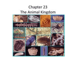 Chapter 23 The Animal Kingdom