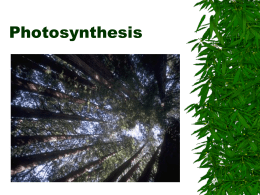 Photosynthesis 1