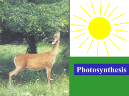 Photosynthesis