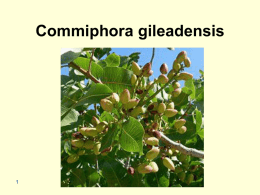 Commiphora gileadensis