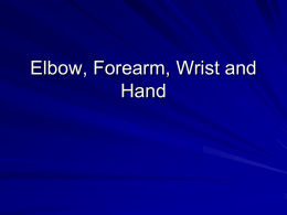 Elbow, Forearm, Wrist and Hand
