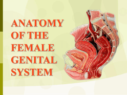 Anatomy-Of-Female-Genital-System-Dr.Osman
