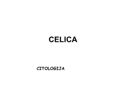 CELICA - NajBlog.com