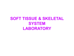 lab-skeletal-muscle