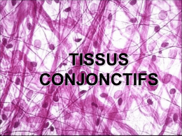 TISSUS CONJONCTIFS TISSUS CONJONCTIFS Tissu conjonctif