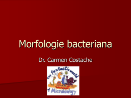 Morfologie bacteriană