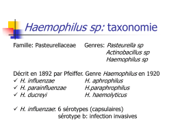 Haemophilus spp