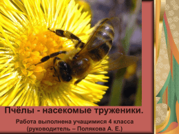Пчелы – насекомые труженики