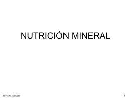 Nutricion_Mineral_practico_2013