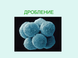 Презентация дроб