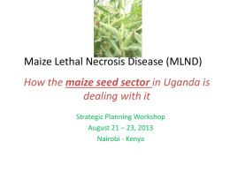 Maize Lethal Necrosis Disease (MLN) disease