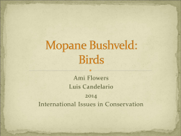 Botswana Birds - ASA Africa Study Abroad
