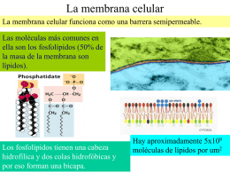 membrana - materias