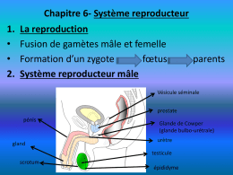 Chapitre 6- Système reproducteur