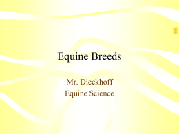 Equine Breeds - Harrisonville Schools