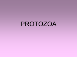 Subregnum Protozoa
