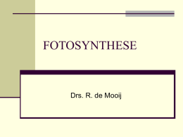 Powerpointpresentatie Fotosynthese