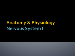 File - Anatomy & Physiology