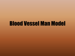 Blood Vessel Man Model