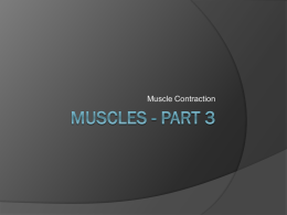 Muscles - Part 3